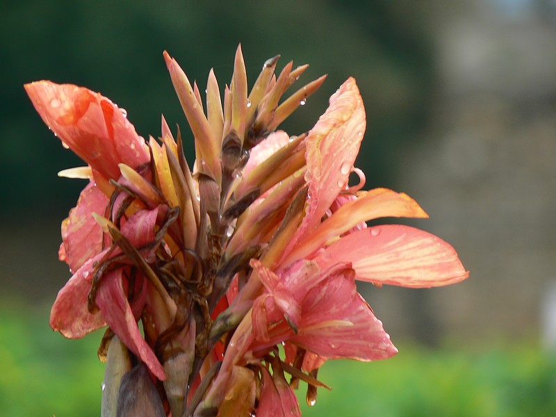 fleurs du donjon: fleur du donjon 023